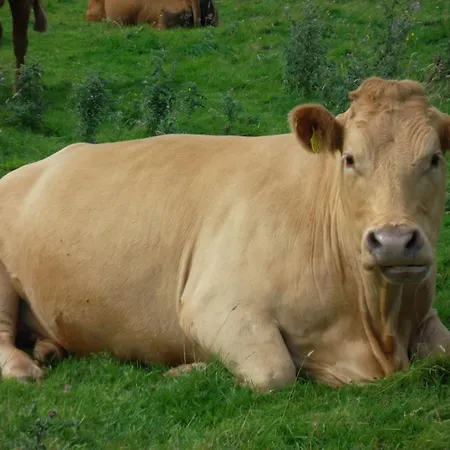 Lough Owel Bed and Breakfast 4*