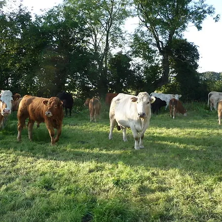 Bed and Breakfast Lough Owel Μουλινγκάρ