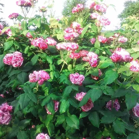 Lough Owel Bed and Breakfast Μουλινγκάρ